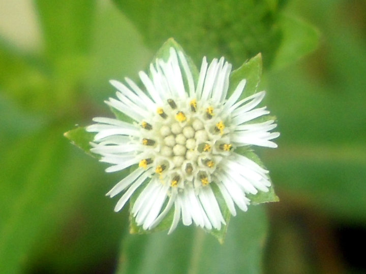 Bhringraj