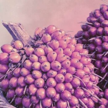 L'huile de batana pour la pousse : top 10 des conseils