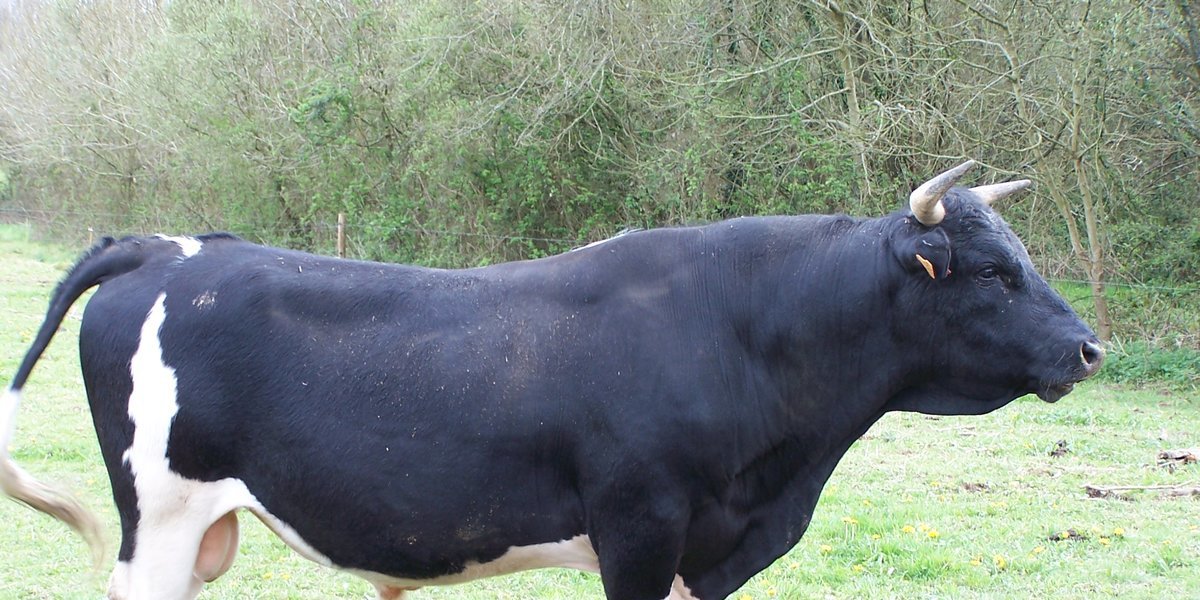 Sperme de taureau : le nouveau traitement de choc pour les cheveux ?